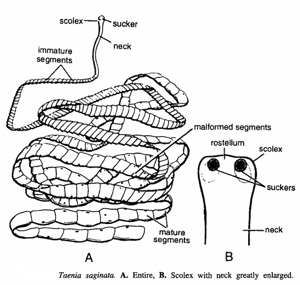 Taenia saginata (Beef Tapeworm)