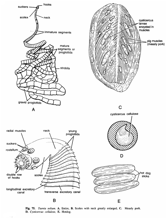 Taenia solium (Pork Tapeworm)