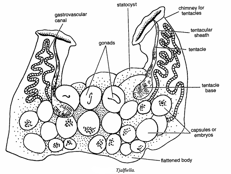Diagram of Tjalfiella anatomy features