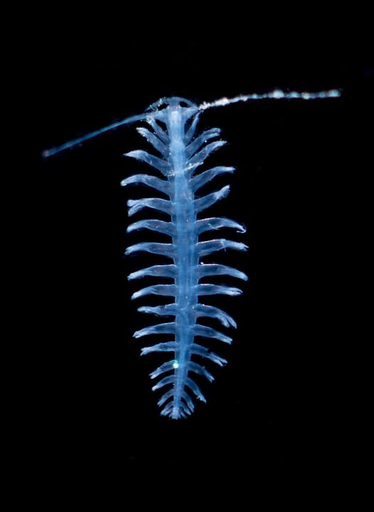 Tomopteris