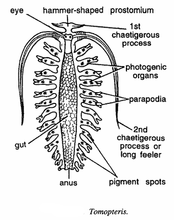 Tomopteris