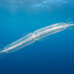 Classification of Cestum