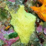 Clathrina or Olynthus