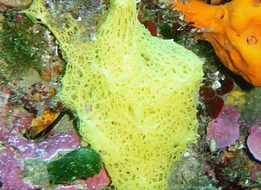 Clathrina or Olynthus