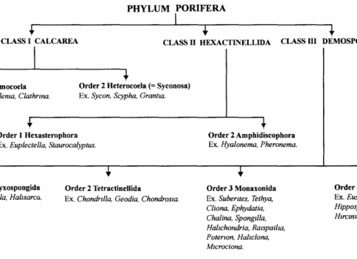 What is Phylum Porifera?