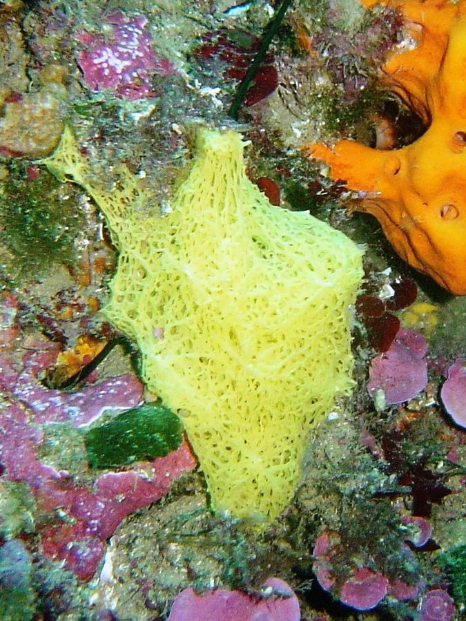 Clathrina or Olynthus