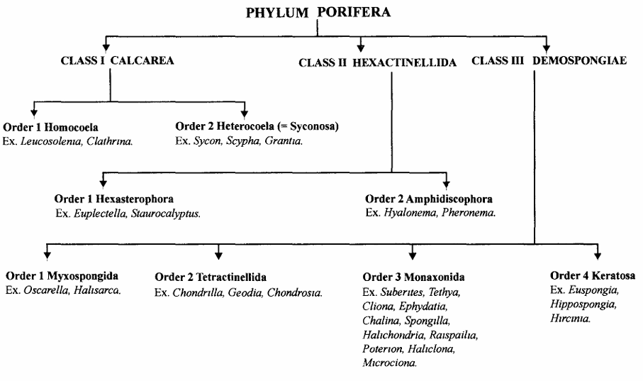 Phylum Porifera