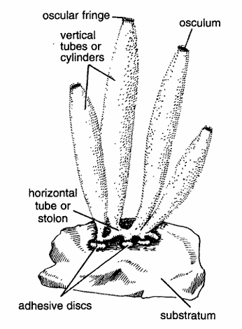 Leucosolenia