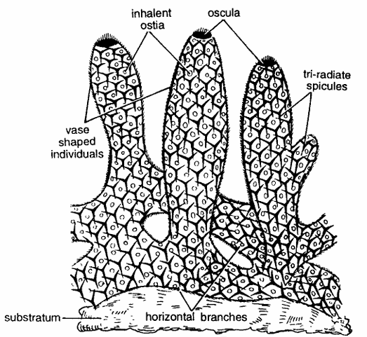 Leucosolenia