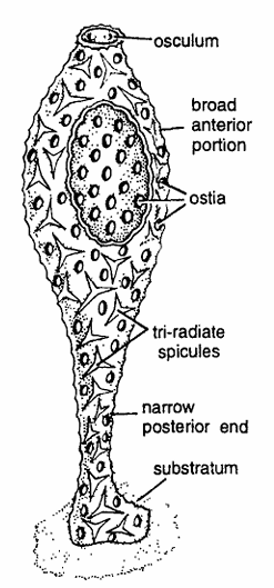 Clathrina or Olynthus