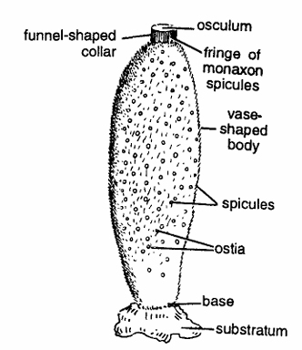 Classification of Sycon or Scypha