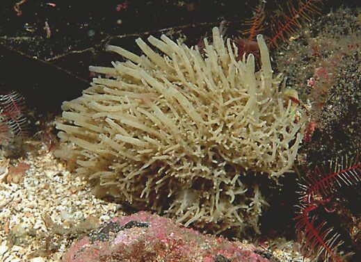Leucosolenia