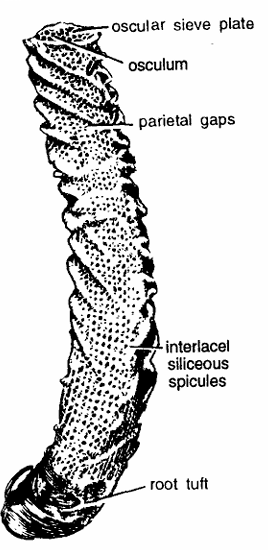 Euplectella