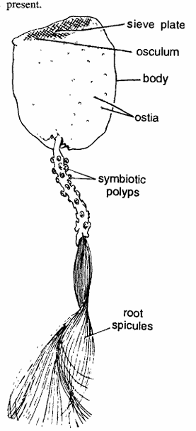 Classification of Hyalonema