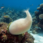 Classification of Leucila