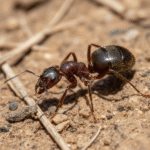 Iberian Harvester Ant Queens Produce Two Genetically Distinct Male Lineages: A Groundbreaking Evolutionary Discovery (2025)