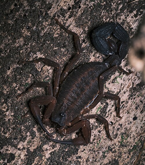 Newly Identified Scorpion Species That Spits Venom to Defend Itself: A Revolutionary Discovery in Arachnid Defense Mechanisms