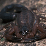 Newly Identified Scorpion Species That Spits Venom to Defend Itself: A Revolutionary Discovery in Arachnid Defense Mechanisms