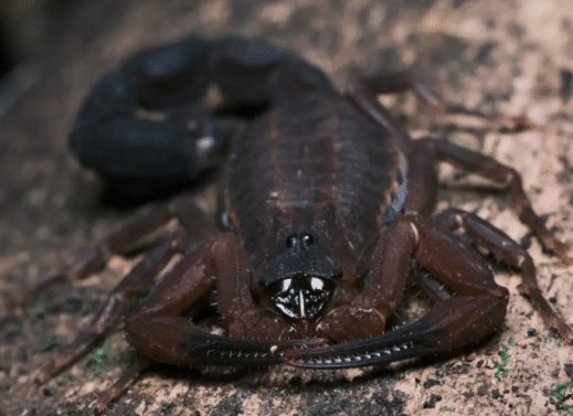 Newly Identified Scorpion Species That Spits Venom to Defend Itself: A Revolutionary Discovery in Arachnid Defense Mechanisms