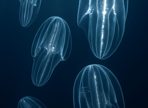 This Transparent Sea Creature Can Rewind Its Age — Here’s How Comb Jellies Age in Reverse