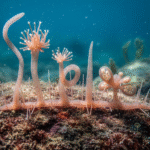 Classification of Hydractinia