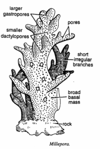 Millepora (Stinging Coral) | Zoologyverse