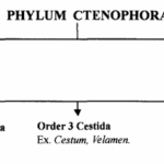 Phylum Ctenophora