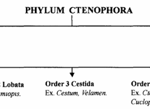 Phylum Ctenophora