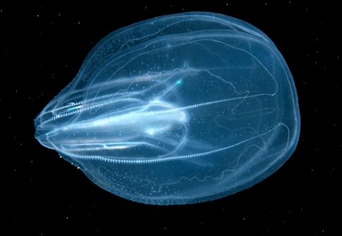 Phylum Ctenophora