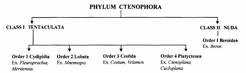 Phylum Ctenophora