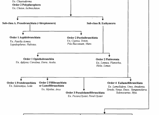 Phylum Mollusca: Characteristics, Classification, and Importance