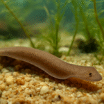 Platyhelminthes (Flatworms)