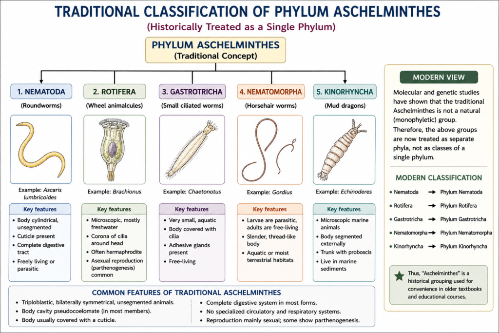 Phylum Aschelminthes: Characteristics, Classification, Examples & Importance | Zoologyverse diagram showing the traditional classification of Aschelminthes into Nematoda, Rotifera, Gastrotricha, Nematomorpha and Kinorhyncha with examples and the modern classification view.