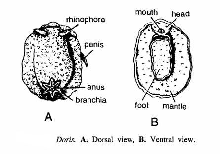 Classification of Doris