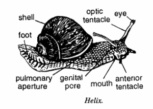 Helix Insect Helix (Garden snail) | Zoologyverse