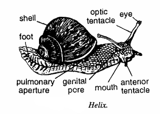 classification of helix
