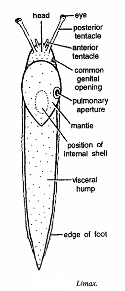 Classification of Limax