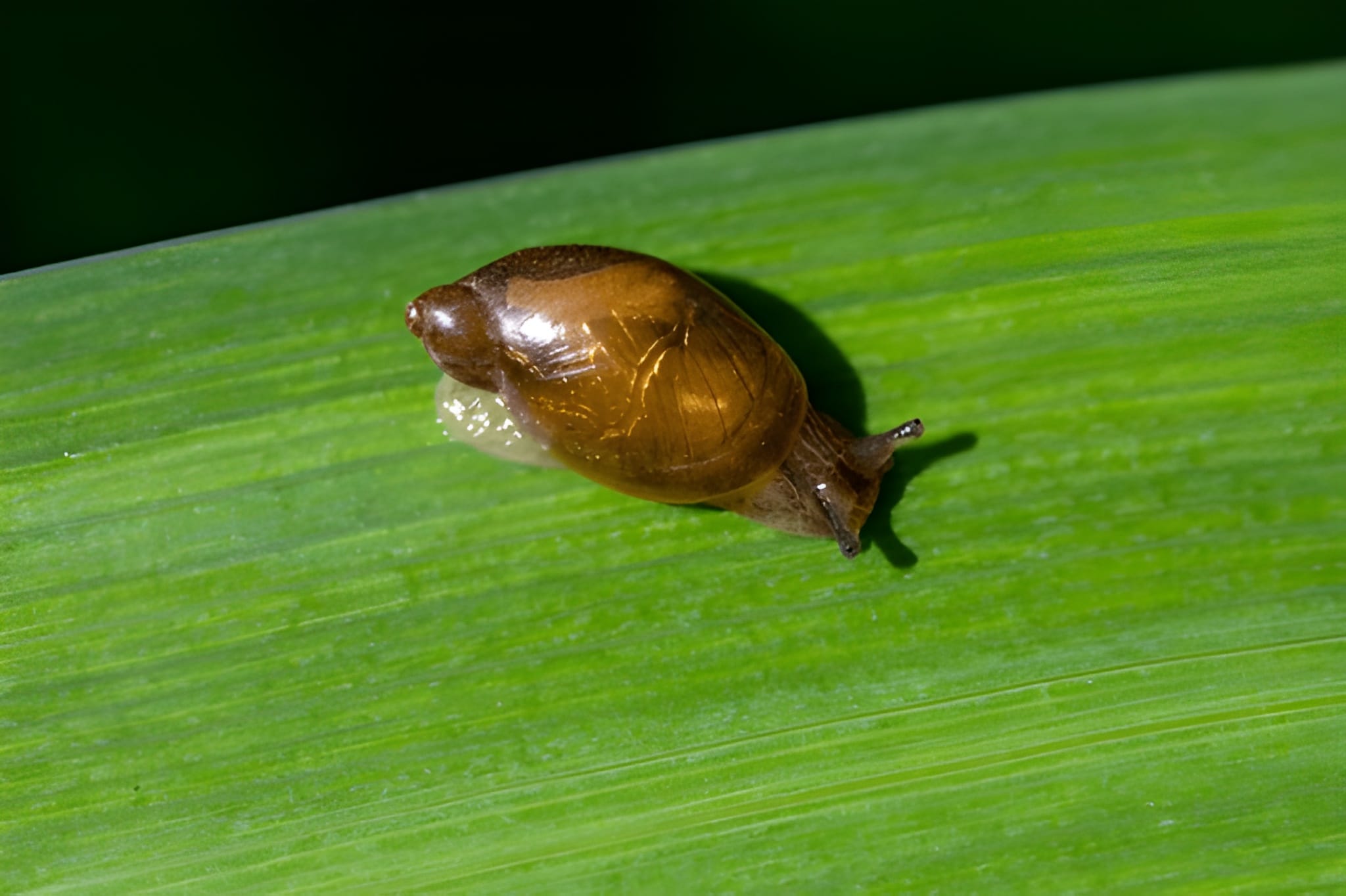 Classification of Lymnaea