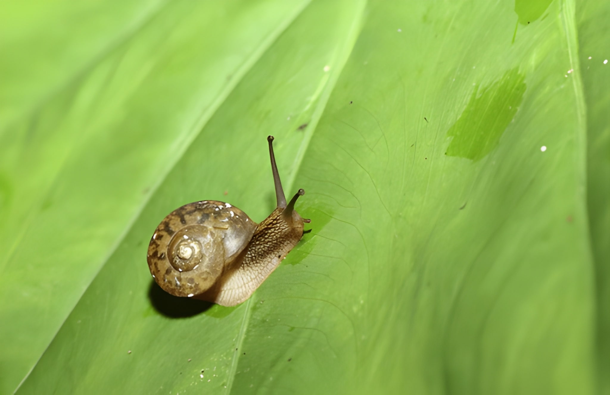 Classification of Lymnaea