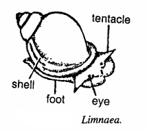 Classification of Lymnaea