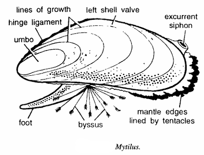 Classification of Mytilus