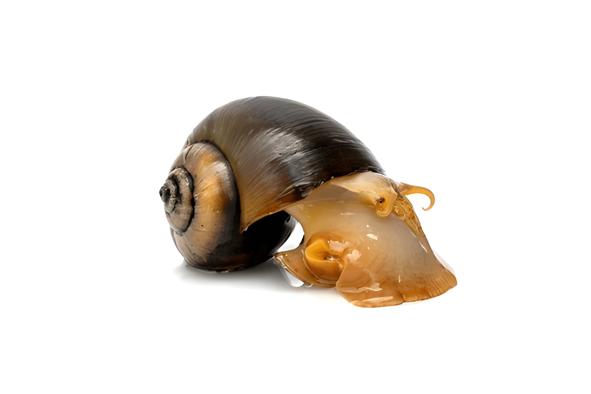 Classification of Planorbis