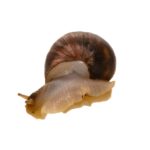 Classification of Planorbis