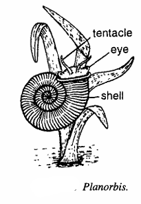 Classification of Planorbis