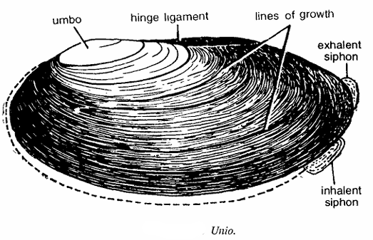 Classification of Unio