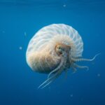 Classification of Argonauta