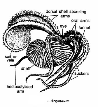 Classification of Argonauta