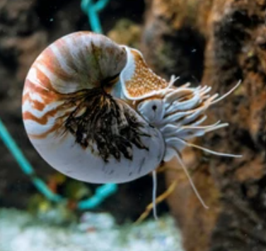Nautilus