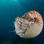 Nautilus