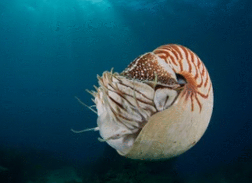 Nautilus: A Living Fossil of the Deep
